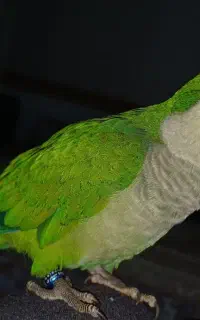 گمشده طوطی راهب