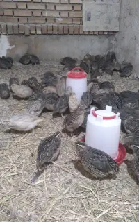 بلدرچین