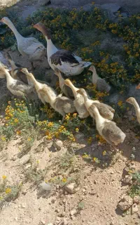 جوجه غاز و غاز خونگی فروشی