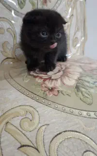 گربه سیاه نژاد اسکاتیش فولد