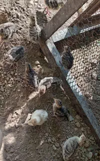 جوجه بوقلمون