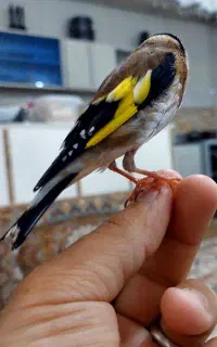 سهره دست باز