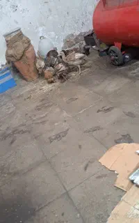 جوجه بوقلمون