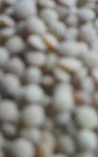 گاه عدس گرفته آماده بشرط