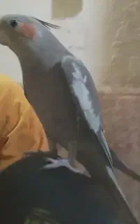 عروس گمشده