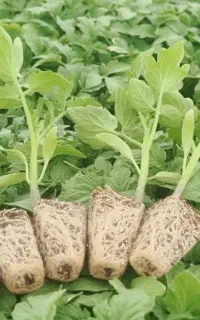 نشا گوجه فرنگی هیبرید