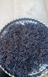 زرشک کوهی