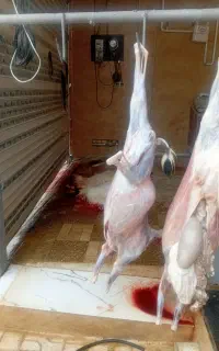 یه خبر خوش کشتار برا عروسی شروع شد