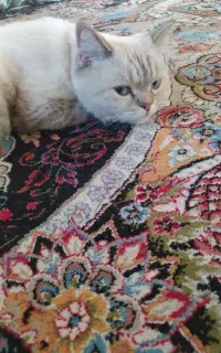 گربع بریتیش ماده