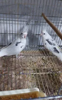 ۲ عدد عروس هلندی دوکت البینو نر
