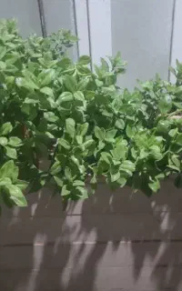 ۳۰۰ گل کشاورزی و ملی
