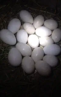 30 عدد تخم غاز