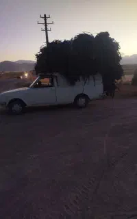 خریدار نوار تیپ هکتاری