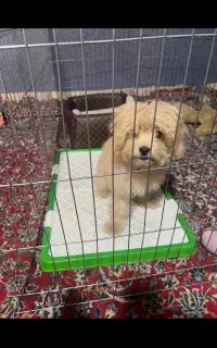 گمشده