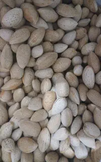 بادام شیرین