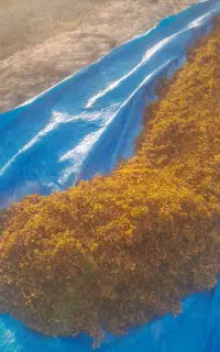 کشمش قوچان