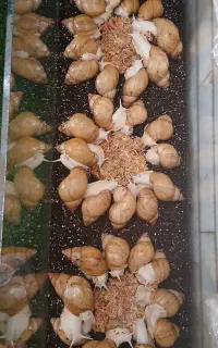 حلزون آچاتیا