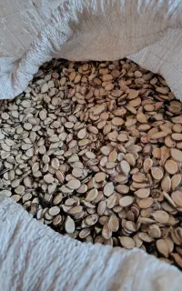 فروش تخمه هندوانه