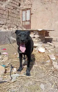 سگ پیتبول