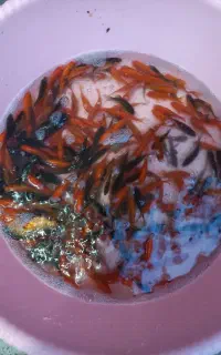 فروش طعمه اردک ماهی