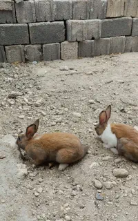 خرگوش علامرودشت لامرد