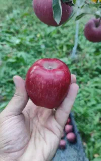 کارشناس مشاور باغبانی و فضای سبز