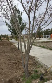 درخواست نیرو کار برای باغبانی