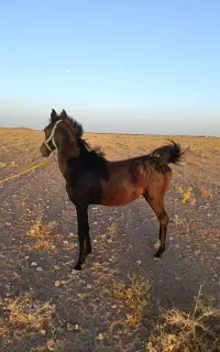 اسب