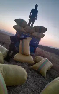 گاه کندم خرید فرش