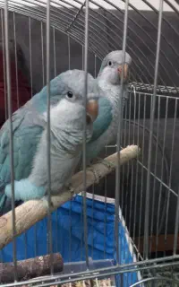 پرنده راهب