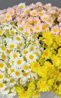 بابونه زیبا وارداتی