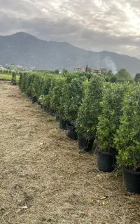 یاس جعبه ۴۰