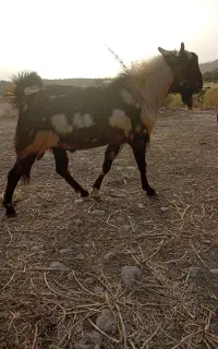 دوبر(پازن)
