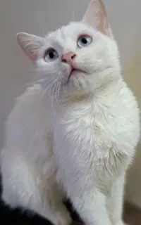 گربه نر وماده