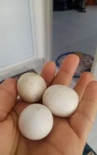 سنگ آسیاب