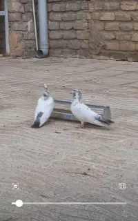 کبوتر درجه یک