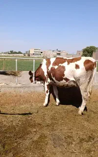 گاو قرمز