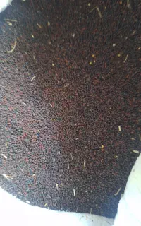 کلزاو‌بذری‌و‌گندم‌‌موجوده