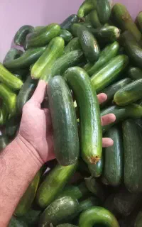 خیاردرشت تازه مخصوص ترشی.فقط کیلو7هزار تومن