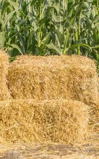 فروش کاه برنج در شهرستان میانه تحویل سر زمین