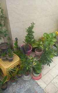انواع گل  طبیعی .