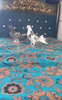 فروش یک جفت جوجه کبوتر