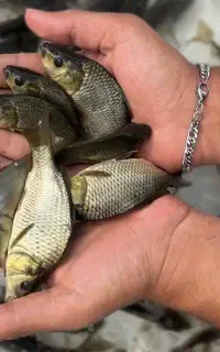 کپور طلایی استخری و آمور