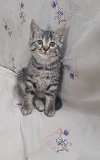 واگذاری بچه‌ گربه