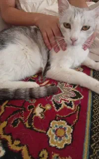 واگذاری گربه خانگی تمام واکسنش زده شده