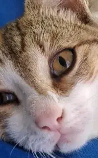 گربه گمشده