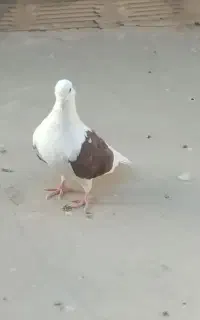کبوتر فروشی ۲۰ عدد