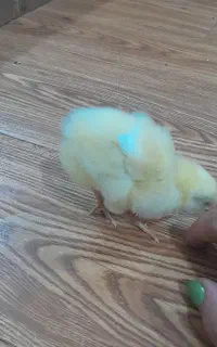 جوجه