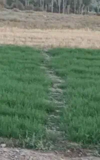 نهال پیاز سفید زرد اصلاح شده وتضمینی