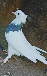 یک عدد کفتر